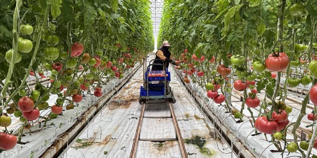 Güneş enerjisi destekli topraksız üretim: Yılda 600 tonu buluyor 2